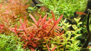 アマニア　グラキリス